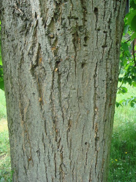 Tilia americana ecorce